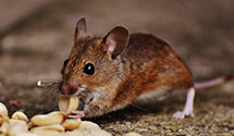24 Hour & Emergency Exterminators in Nortonville, IL